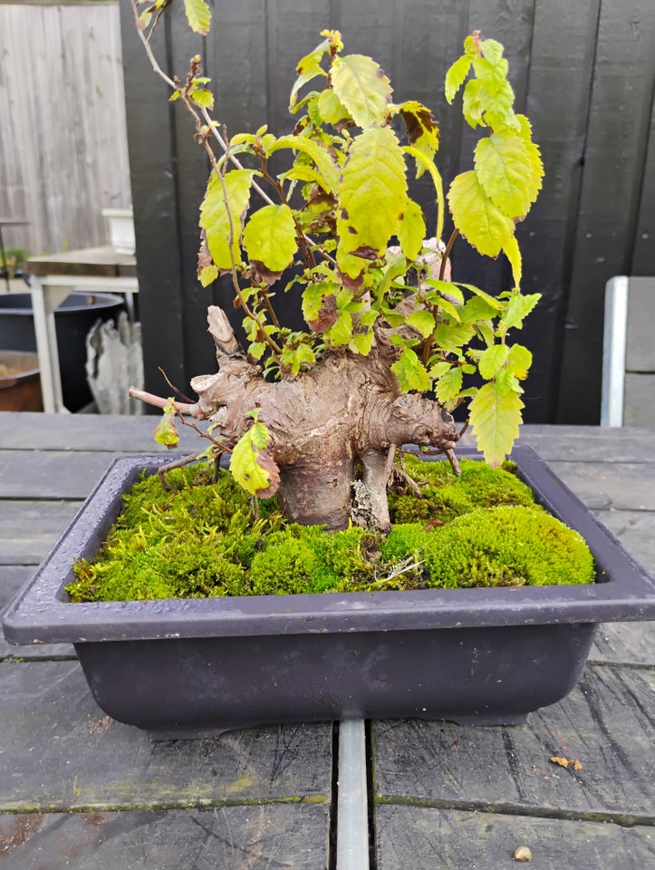 Elm pre bonsai ( yamadori)  Elme