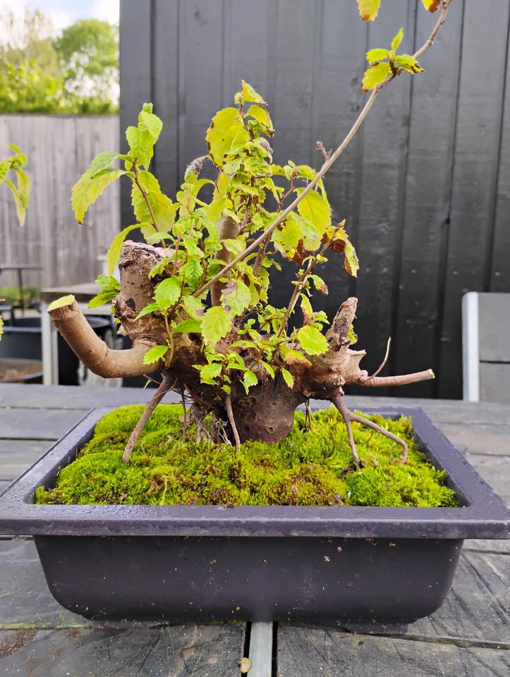 Elm pre bonsai ( yamadori)  Elme