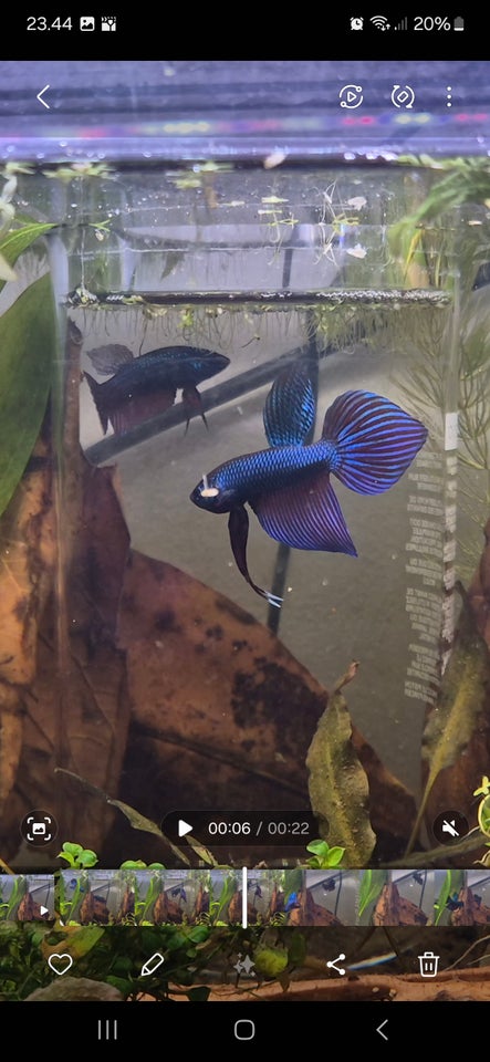 Betta Smaragdina, 1 stk.