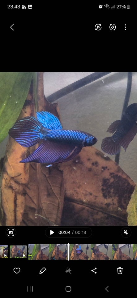 Betta Smaragdina, 1 stk.