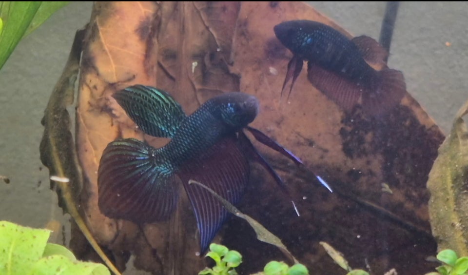 Betta Smaragdina, 1 stk.