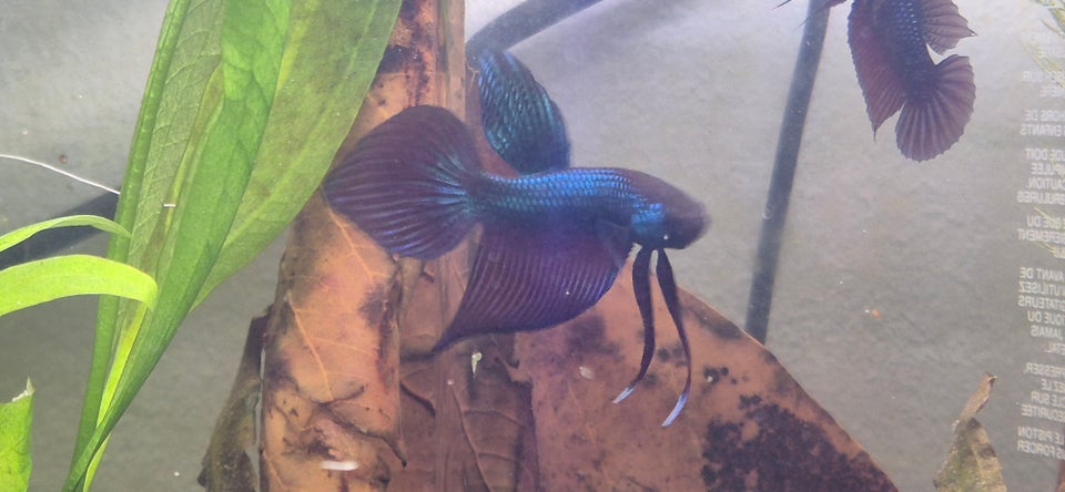 Betta Smaragdina, 1 stk.