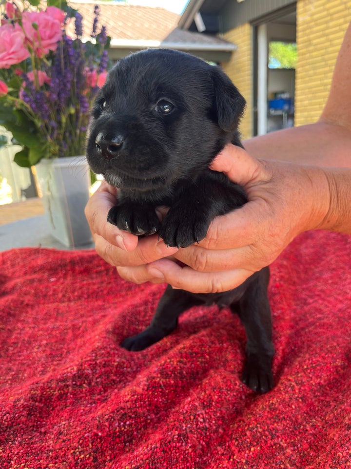 Hundehvalpe fra Labradoodle