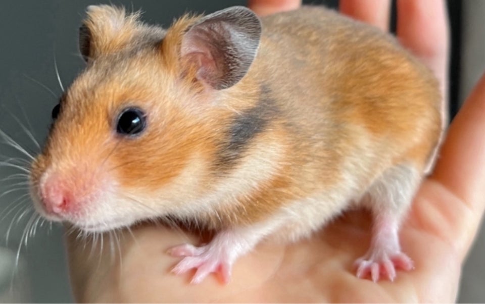 Hamster, Guldhamster, 0 år