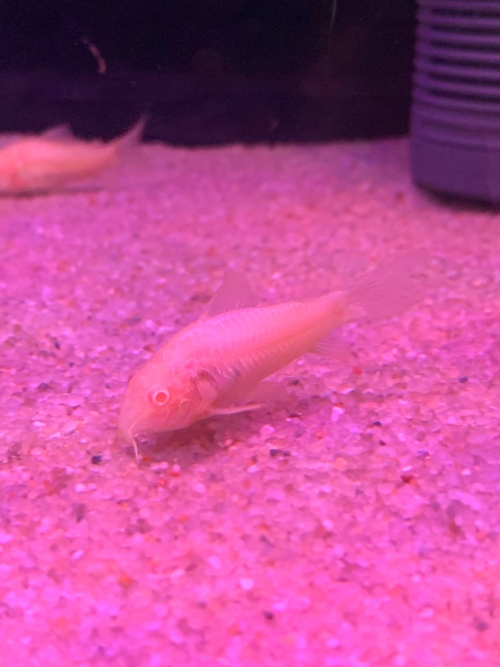 Corydoras euneus albino, 30 stk.