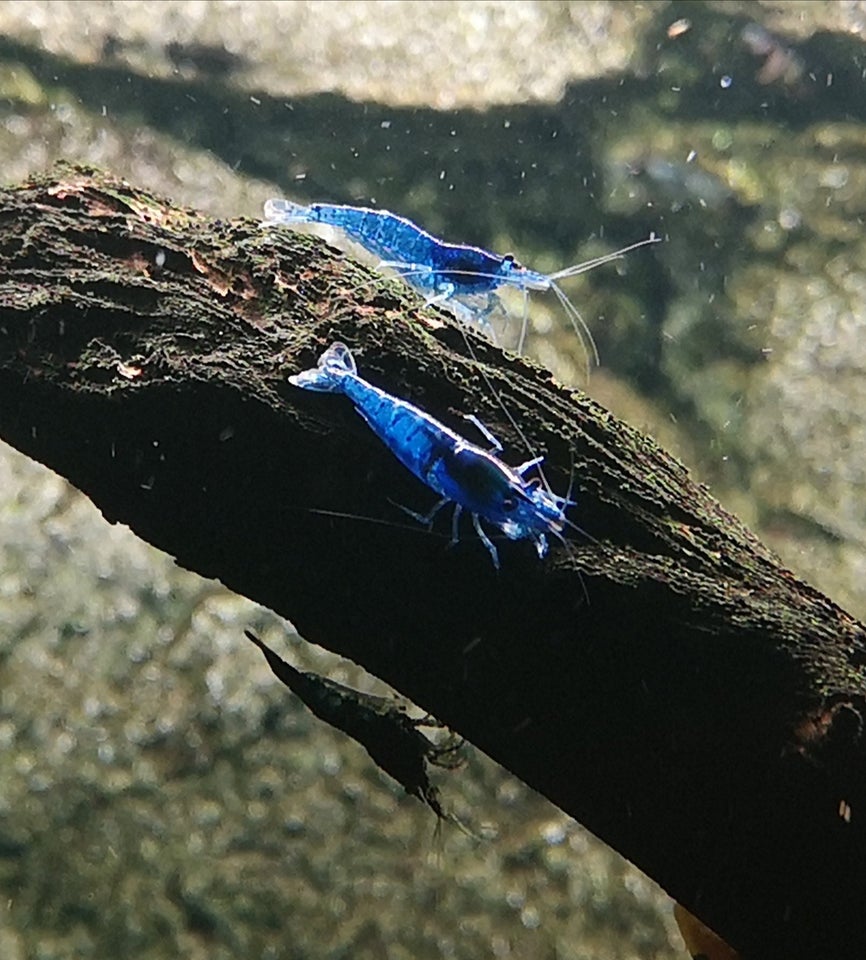 Neocaridina Davidii Blue Dream