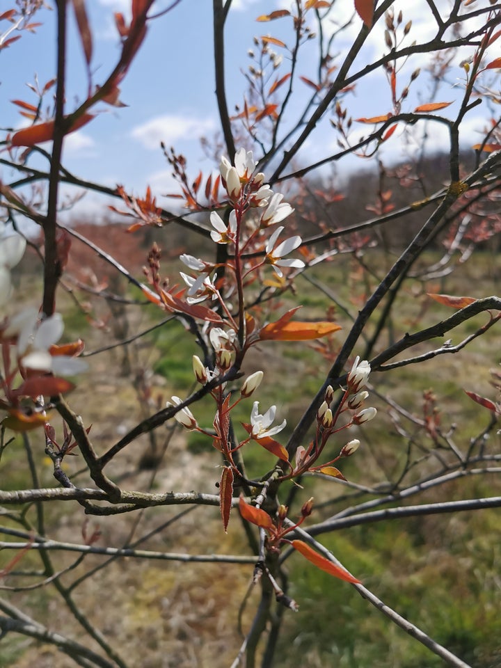 Bærmispel, Amelanchier lamarckii