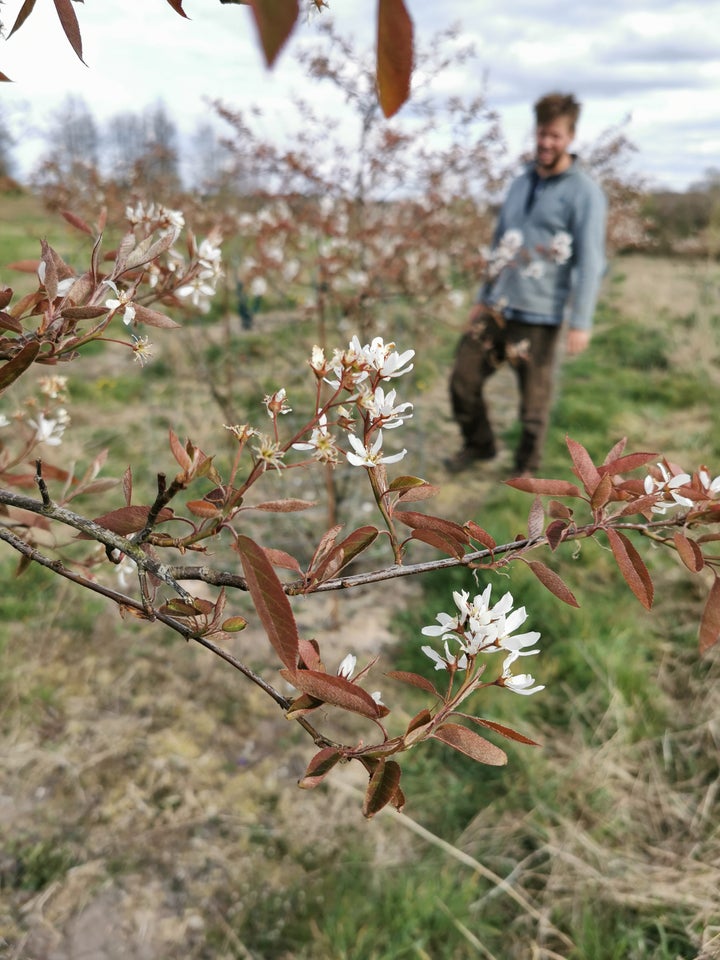 Bærmispel, Amelanchier lamarckii