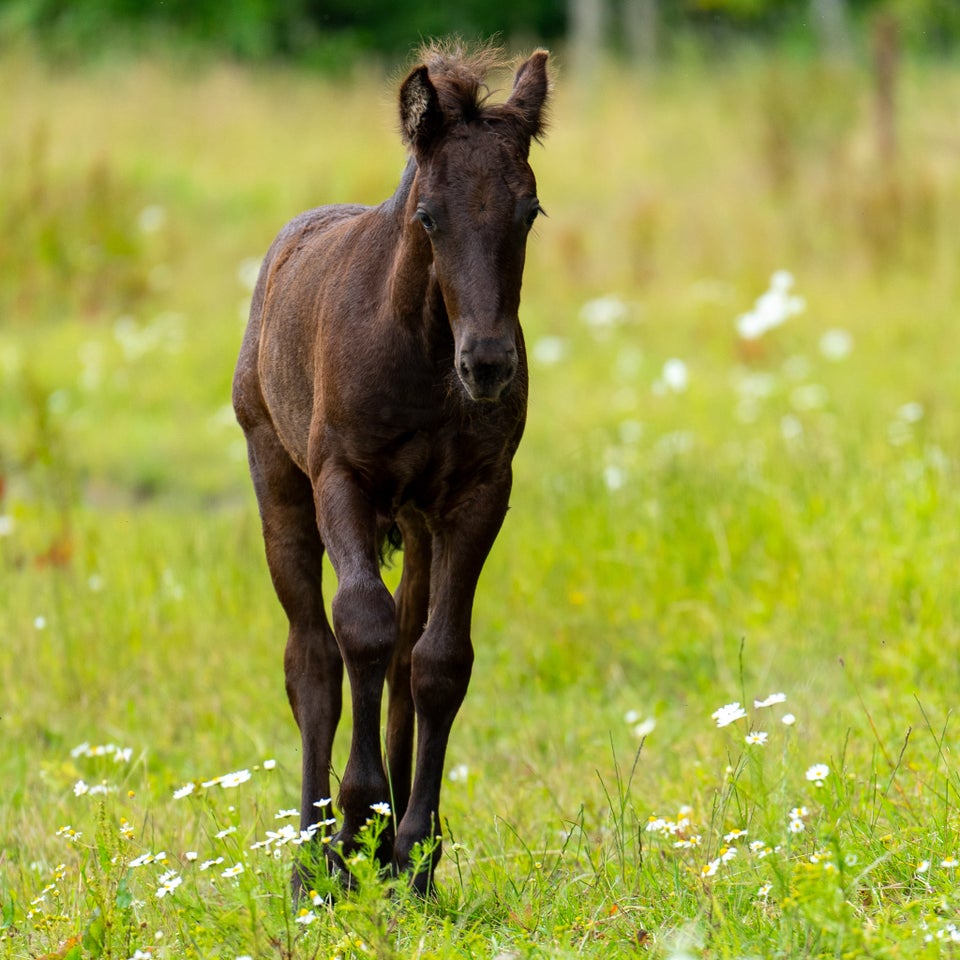 Frieser hingst 0 år