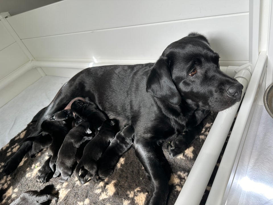 Labrador flere hvalpe 2 uger