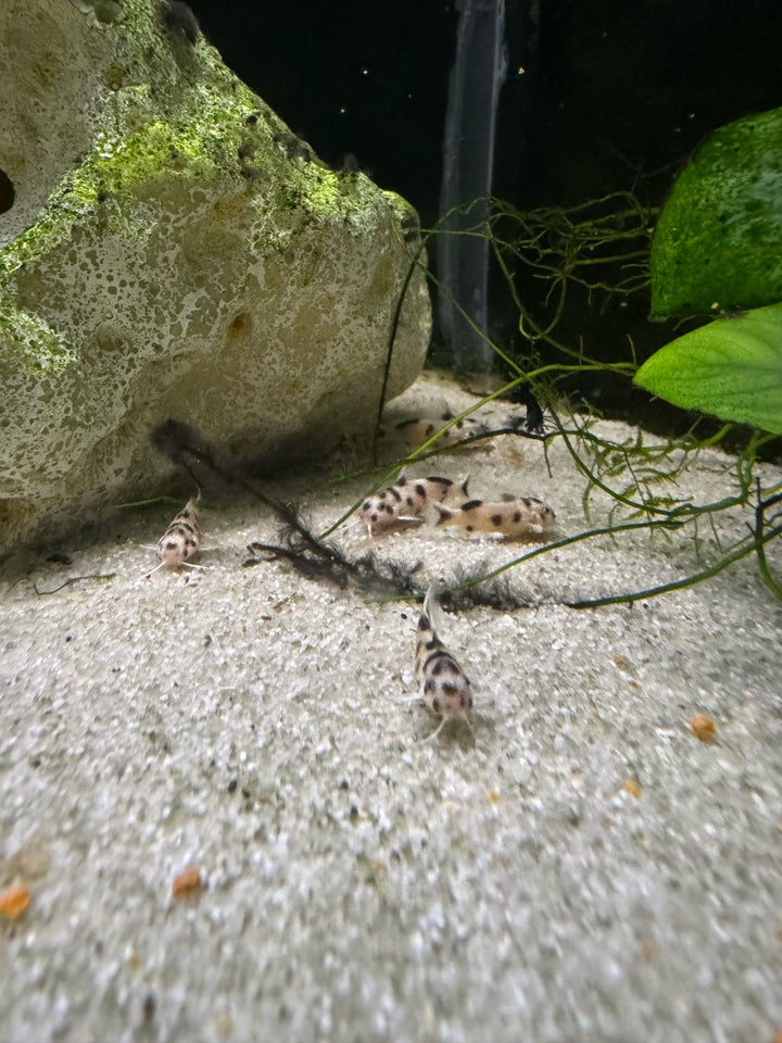 Synodontis Polli White, 15 stk.