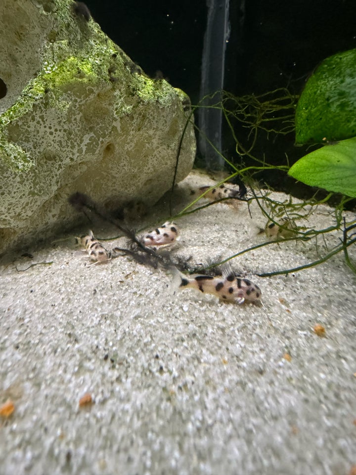 Synodontis Polli White, 15 stk.