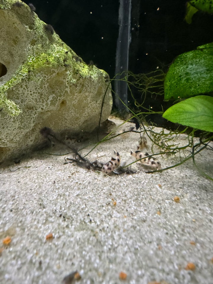 Synodontis Polli White, 15 stk.