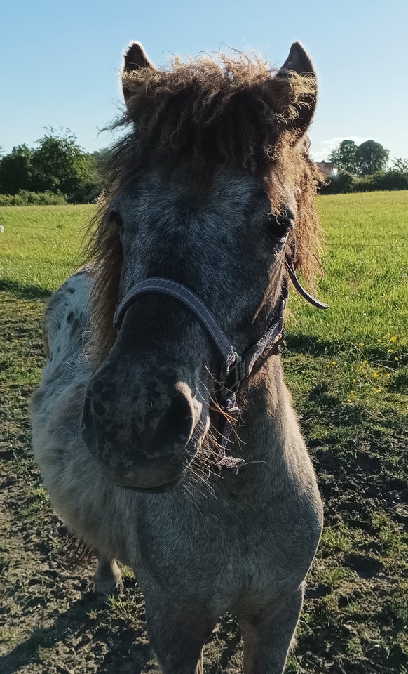 Knabstrupper hingst 1 år