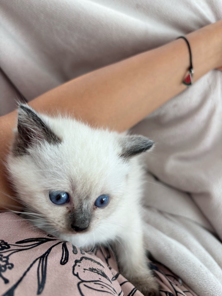 Hunkilling, British ShortHair 