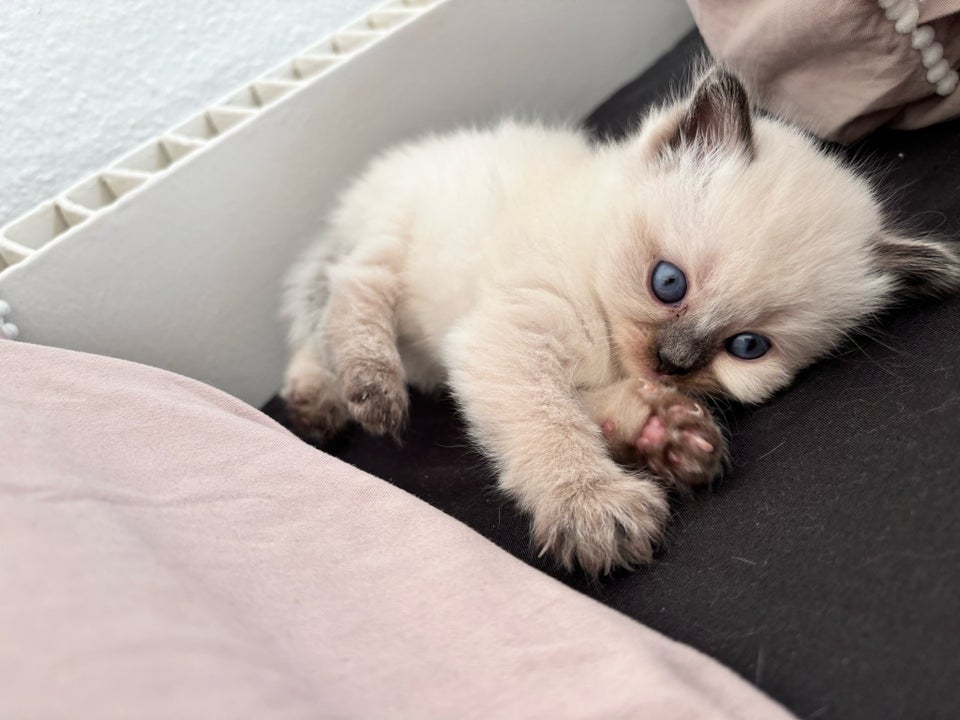 Hunkilling, British ShortHair 