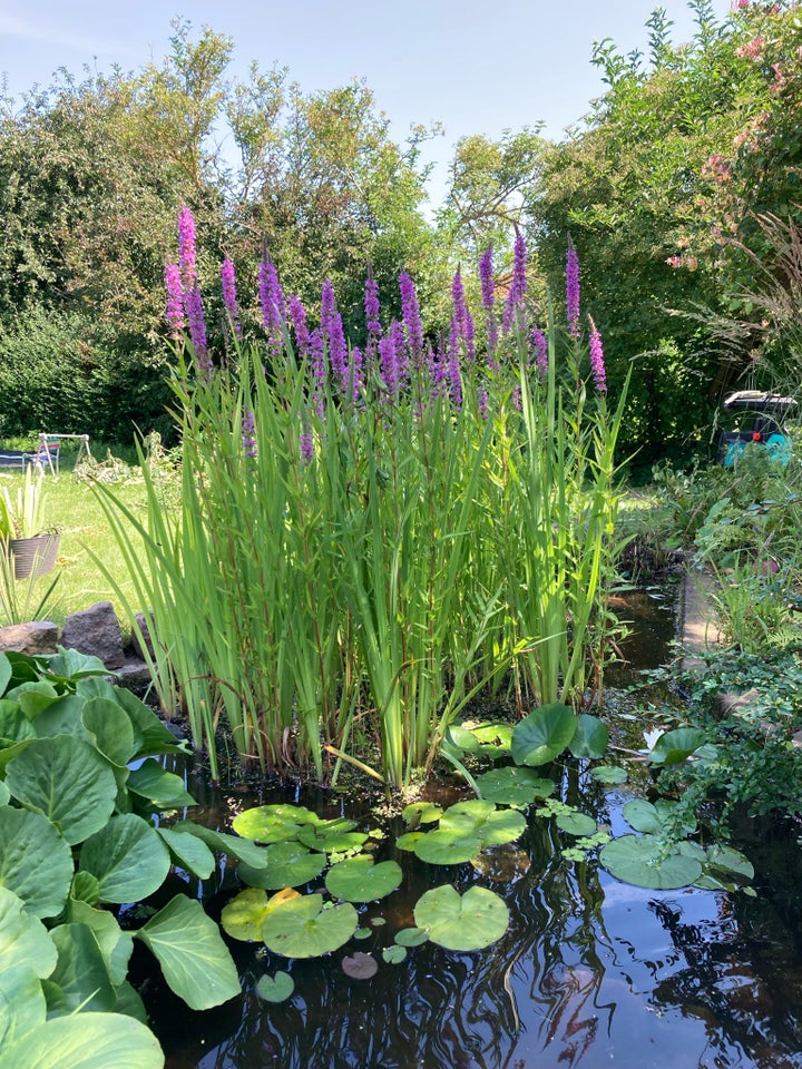 Åkande nøkkerose gul Iris