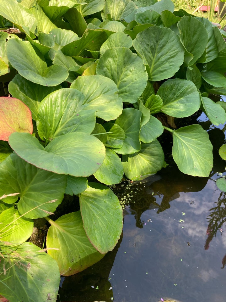 Åkande nøkkerose gul Iris