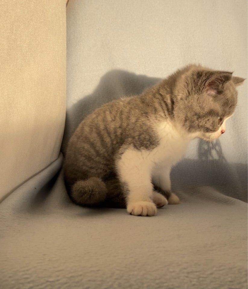 British Shorthair, hankilling, 11