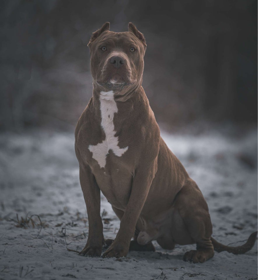 American Bully XL hund 2 år