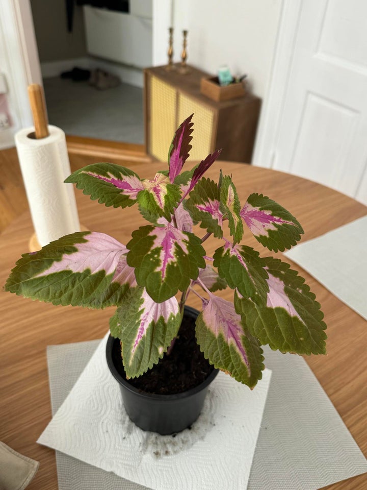 Stueplante Coleus