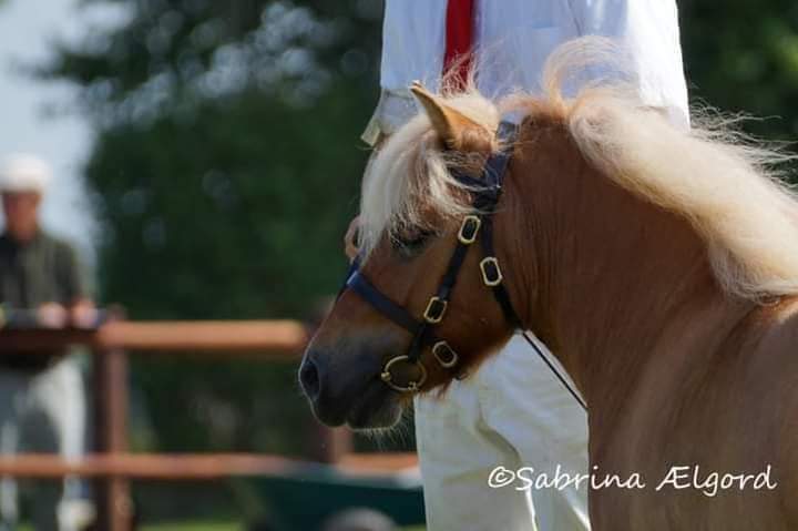 Shetlænder, hoppe, 8 år