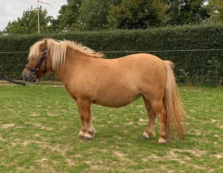 Shetlænder, hoppe, 8 år