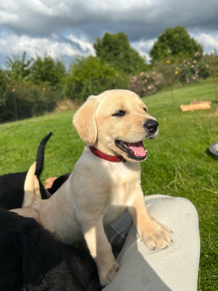 Puddel/ Labrador (Labradoodle) 