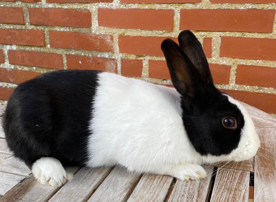 Kanin, HOLLÆNDER HAN SORT, 0 år