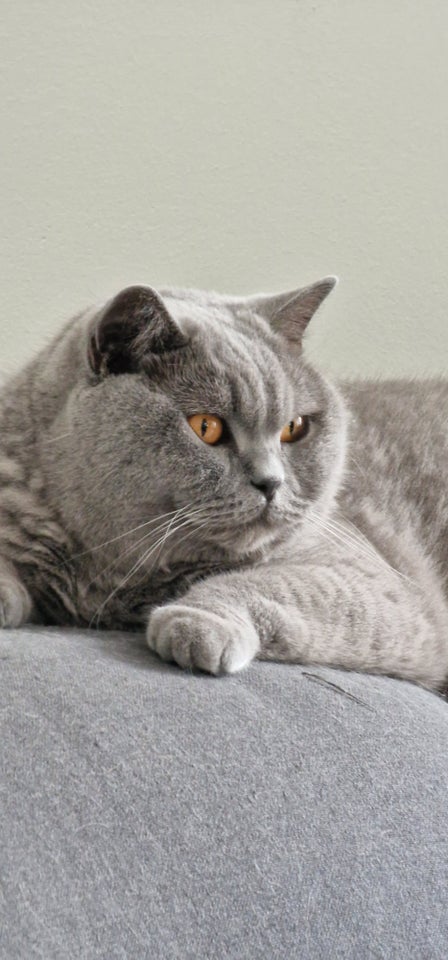 British Shorthair flere