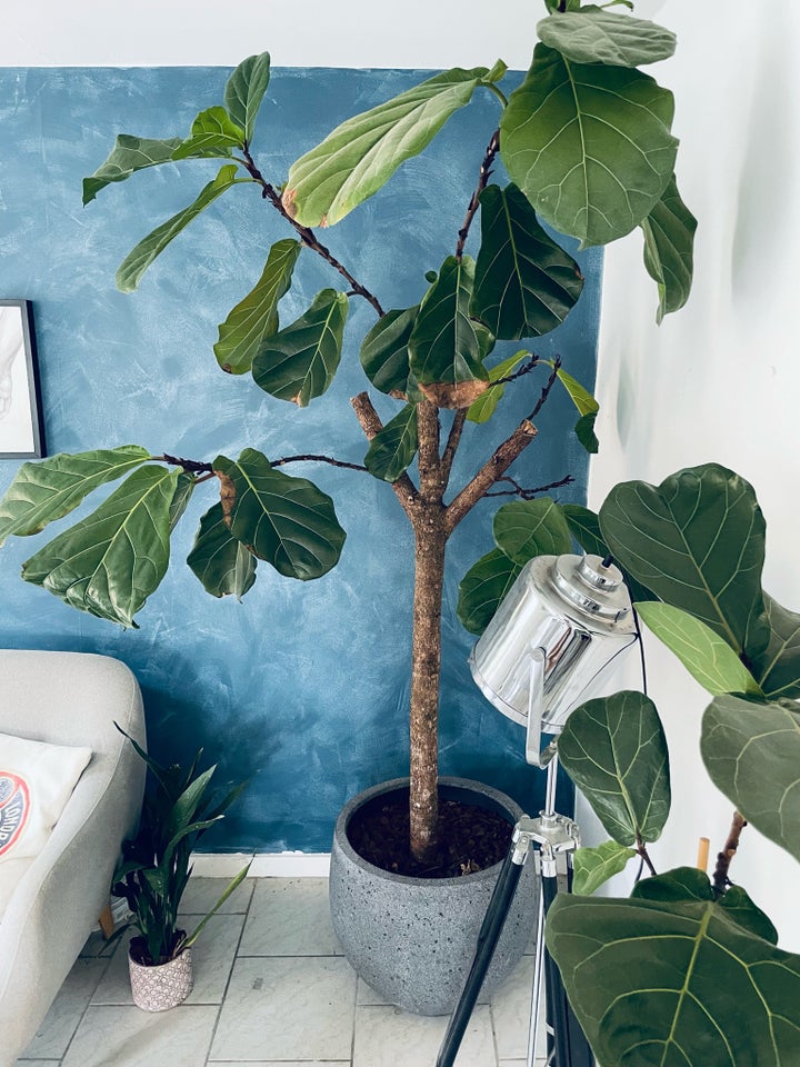 Ficus lyrata violin figen