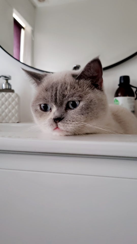 Hunkat British shorthair 2 år