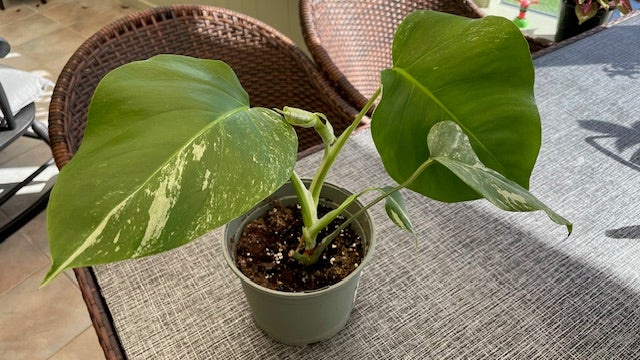 Monstera Albo Variegata