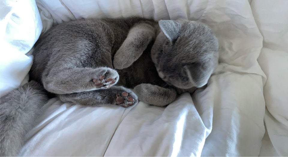 British Shorthair hunkat 3 år