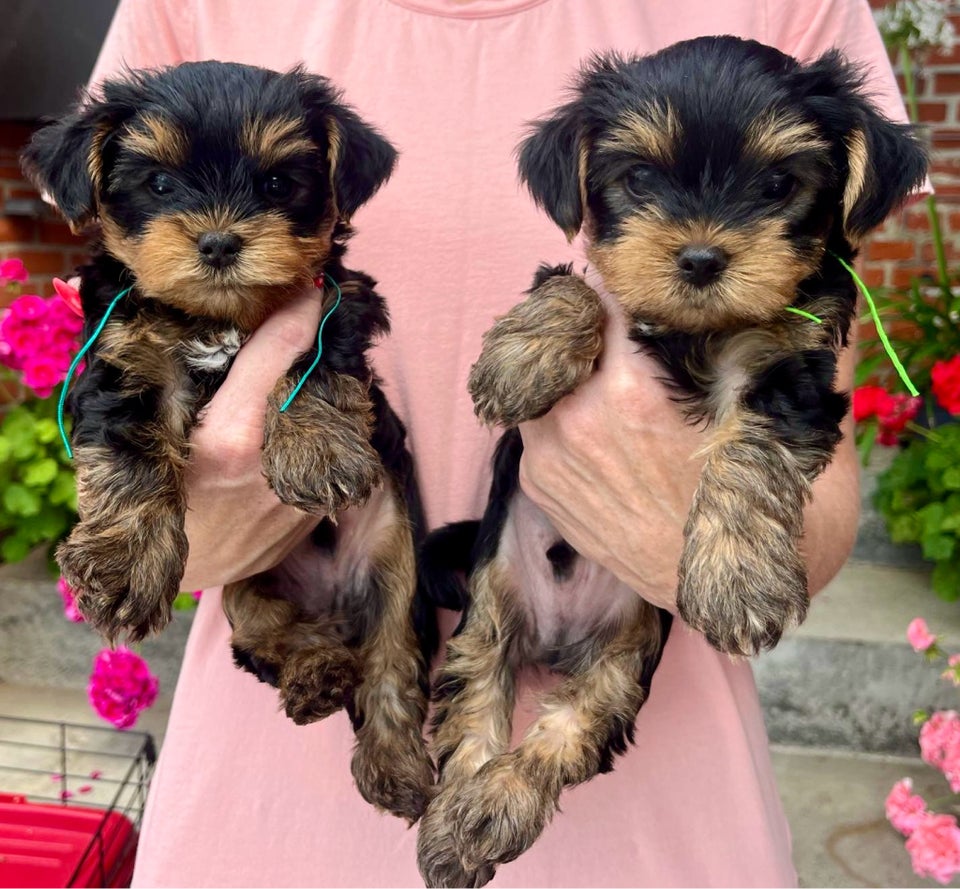 Yorkshire terrier flere hvalpe