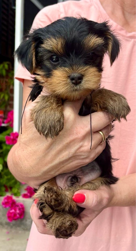 Yorkshire terrier flere hvalpe