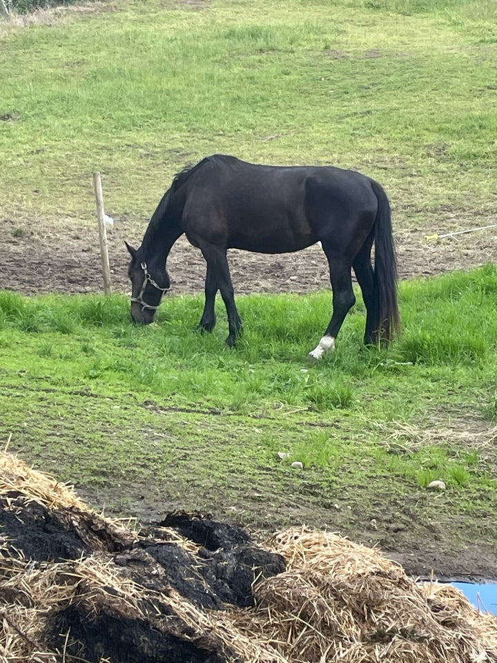 Oldenborg, hoppe, 4 år