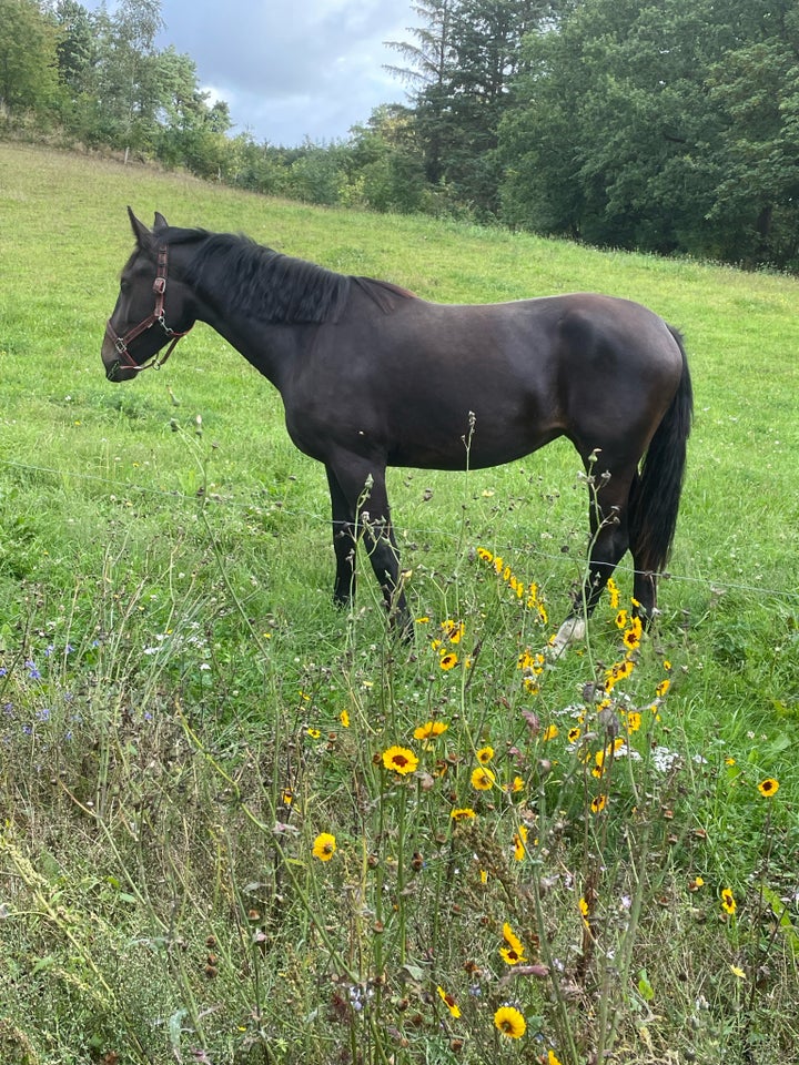 Oldenborg, hoppe, 4 år