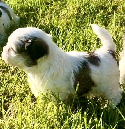 Bolognese / Shih Tzu, hund, 8 uger