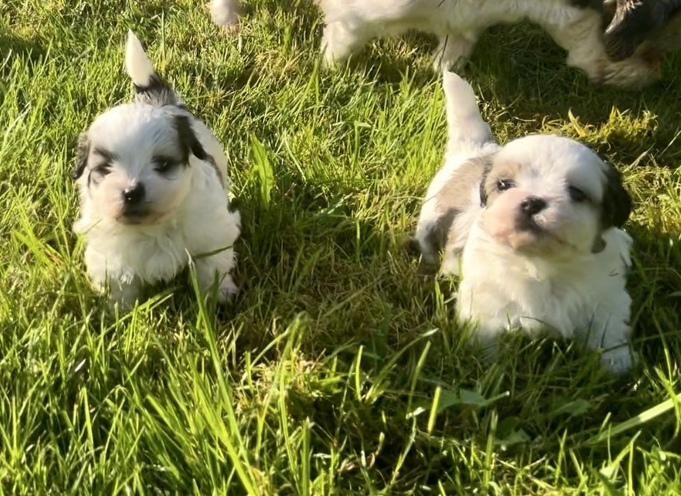 Bolognese / Shih Tzu, hund, 8 uger