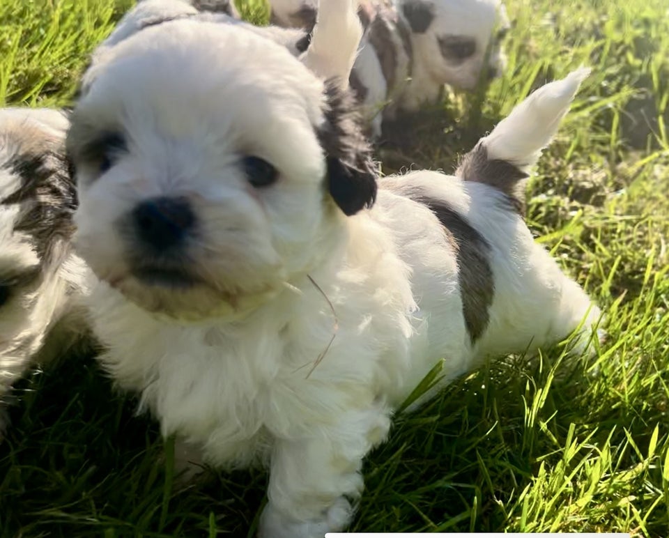 Bolognese / Shih Tzu, hund, 8 uger