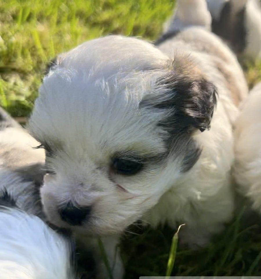 Bolognese / Shih Tzu, hund, 8 uger