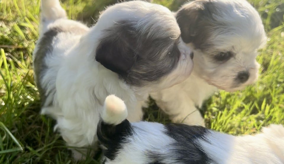 Bolognese / Shih Tzu, hund, 8 uger