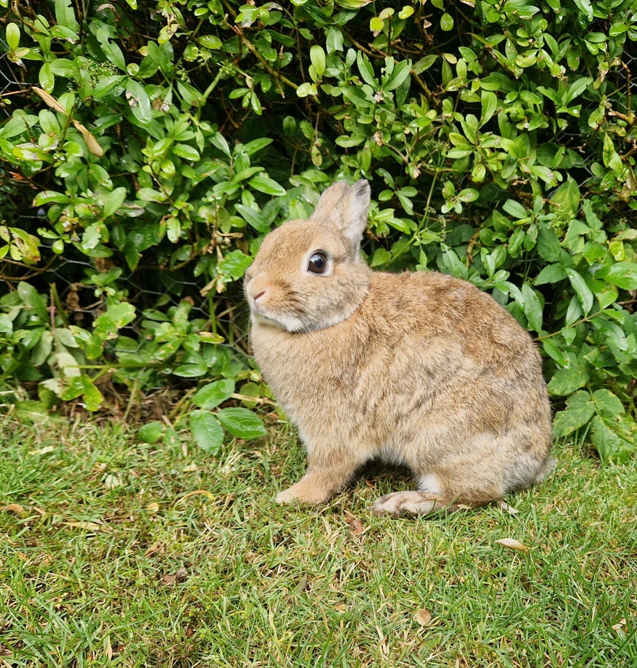 Kanin, Hermelin, 1 år