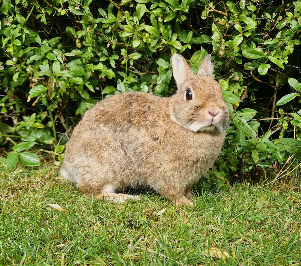 Kanin, Hermelin, 1 år