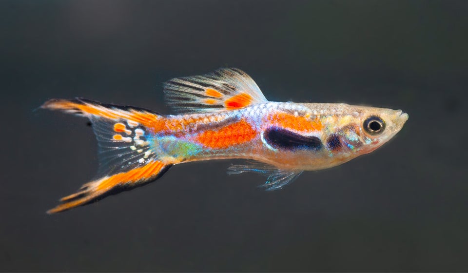 Endler guppy , 10-15 stk.