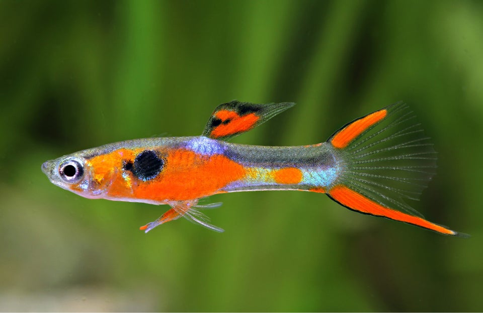 Endler guppy , 10-15 stk.