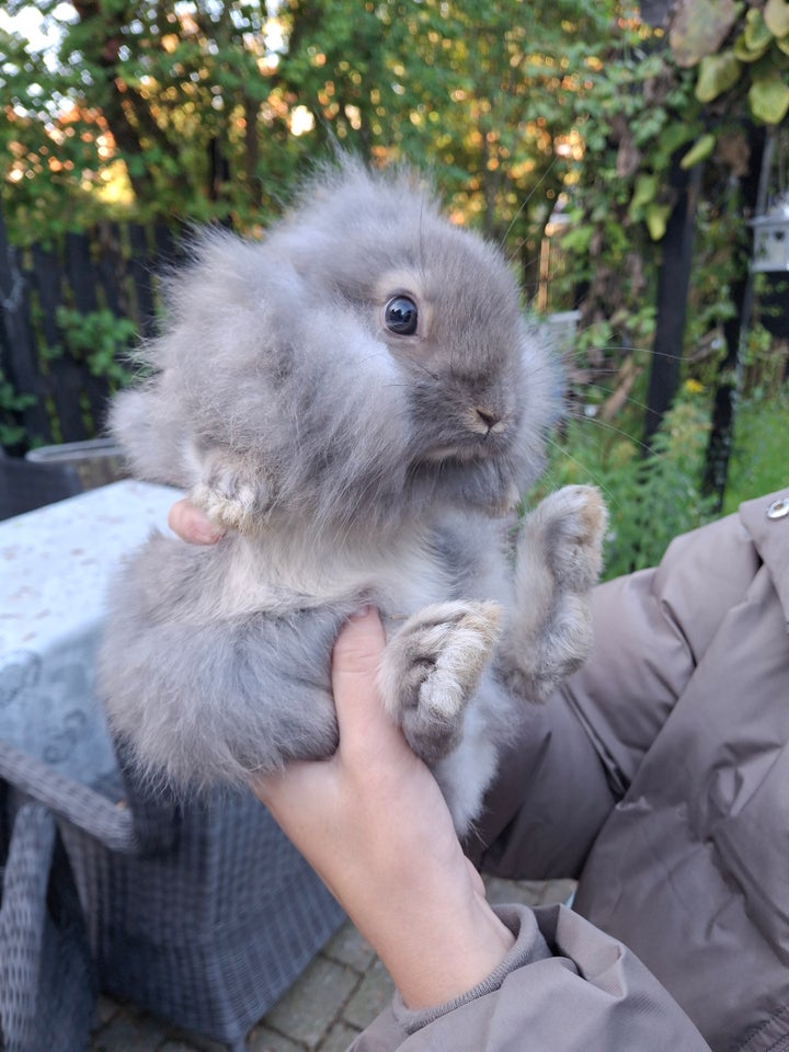 Kanin, Løvehoved/ alm. Kanin, 0 år