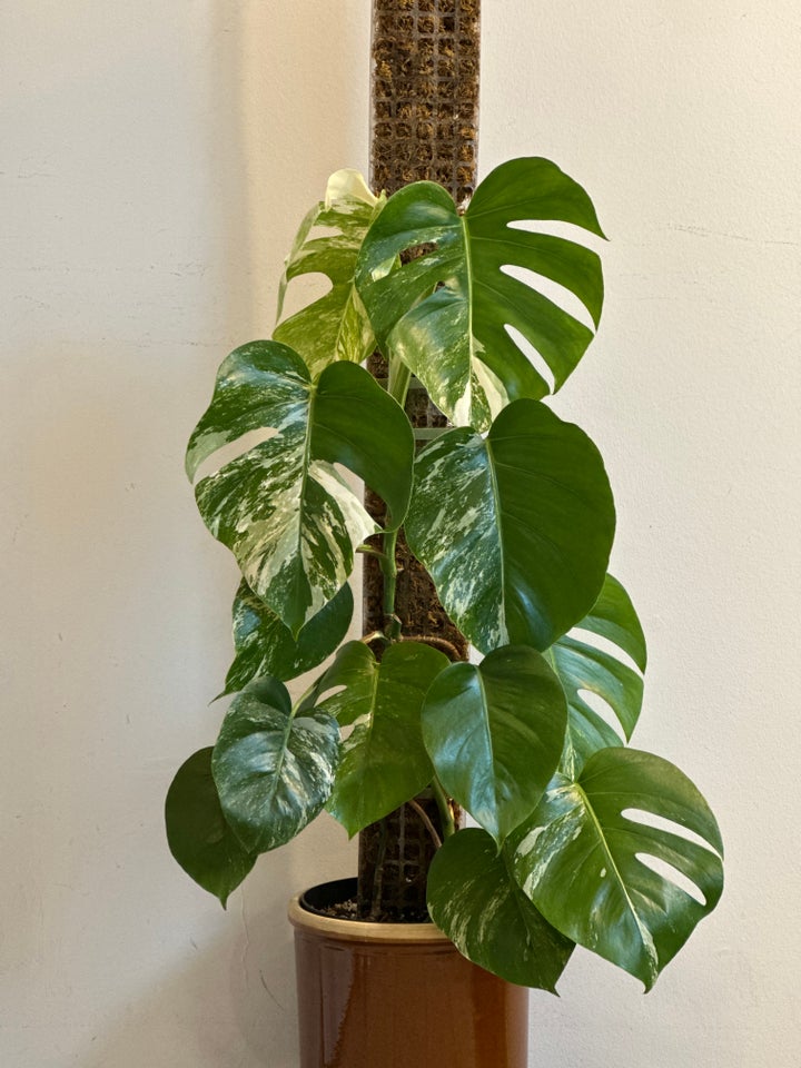 Monstera albo variegata