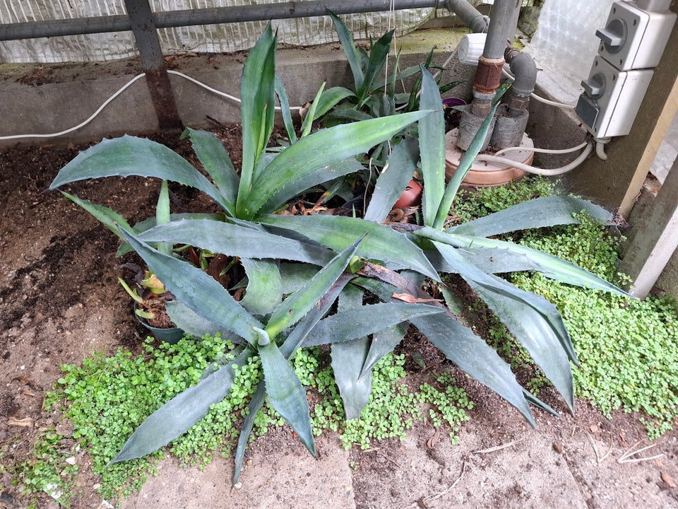 Agave